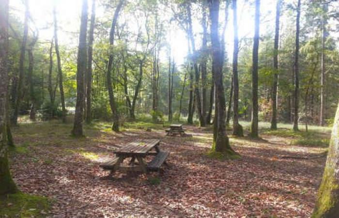 Mervent Forest Vendée Frankreich | ein Herbstfest für die Sinne