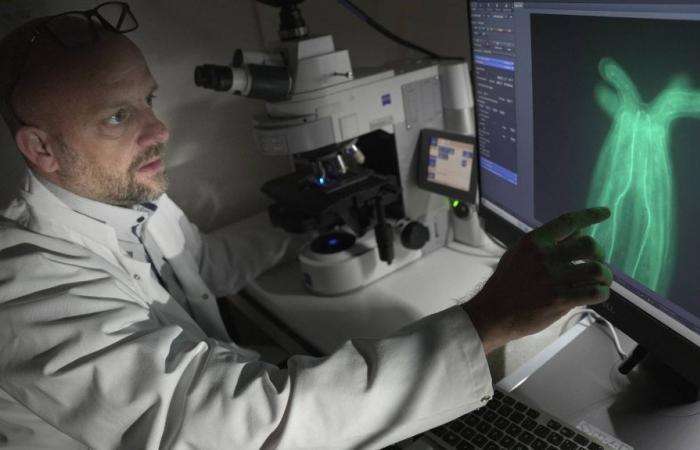 Altern und Krebs: Sie wollen das Geheimnis der ewigen Jugend von Seeanemonen lüften, um die menschliche Gesundheit zu verbessern