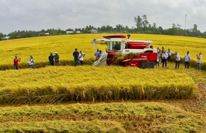 Rund 2,7 Milliarden US-Dollar für das One Million Hektar High Quality Rice Project