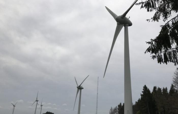 Montpellier: Erster Strafprozess nach dem Tod eines Steinadlers im Windpark Lunas