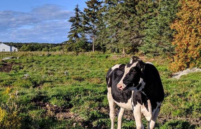Kanadische Kühe fliehen aus Charlevoix