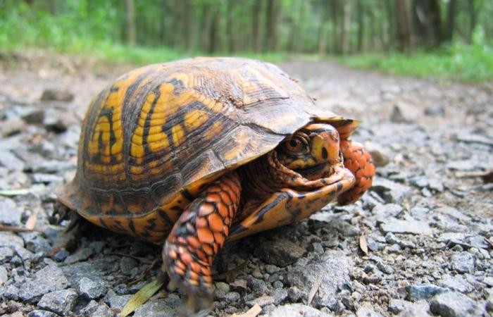 Frau im Kajak mit 29 Schildkröten in der Nähe von Quebec abgefangen