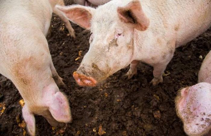 Anfang Juni wurden in Sherbrooke etwa 600 Gallonen Schweinemist verschüttet