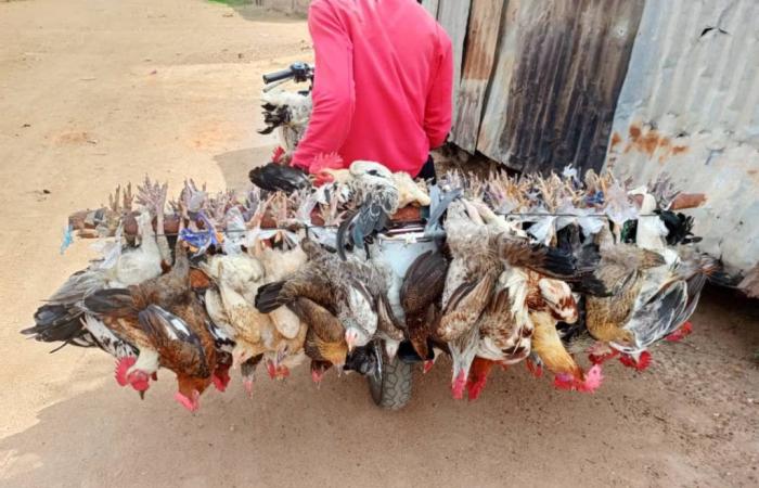 Gesellschaft: Hühnerpreise steigen in Doba