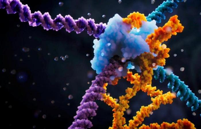 Nach der „genetischen Schere“ könnte eine „RNA-Brücke“ die Genombearbeitung revolutionieren