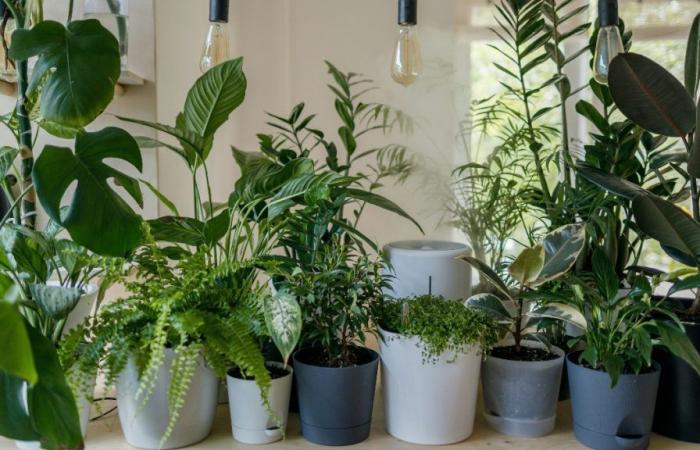 Töten Sie alle Ihre Zimmerpflanzen? Dieses Gadget wird Ihr Leben (und ihres) retten