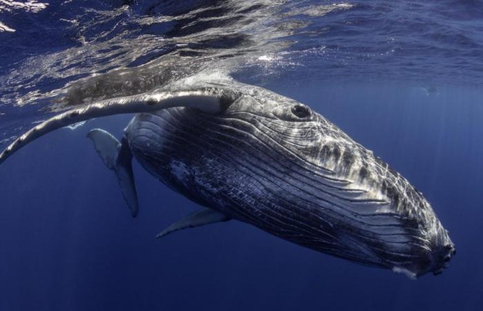 In Australien wurde ein Wal, der sich in 800 kg schweren Seilen und Bojen verheddert hatte, von den örtlichen Meeresbehörden gerettet