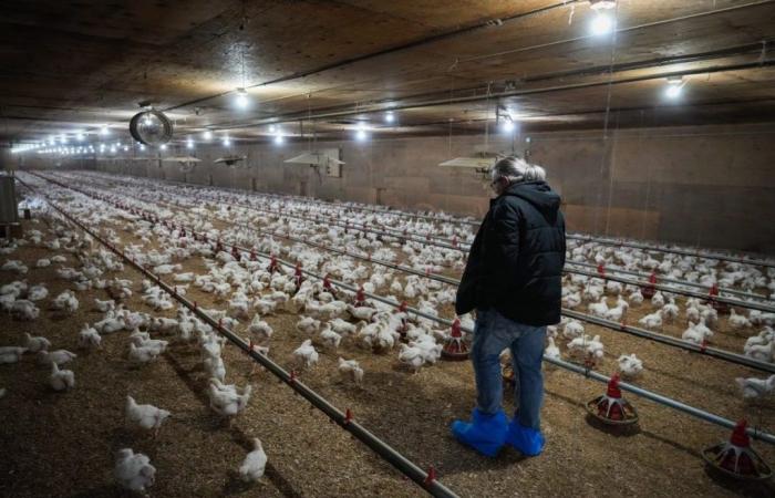 Die Vogelgrippe hat bei den Produzenten in Quebec Nachwirkungen hinterlassen