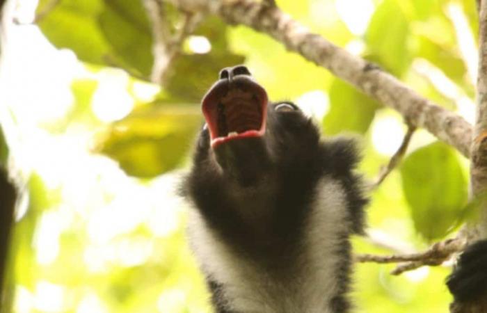 Erforschung von Lemuren, um die Entwicklung der Musik beim Menschen zu verstehen