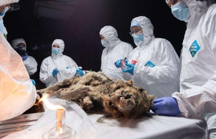 Sibirischer Wolf, der seit 44.000 Jahren konserviert ist, könnte alte Viren beherbergen