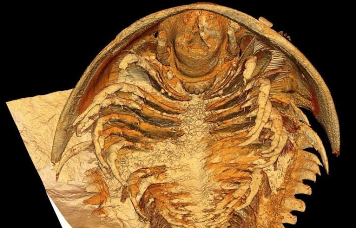 Entdeckung eines 515 Millionen Jahre alten Meeres-„Pompeji“ in Souss-Massa – Telquel.ma