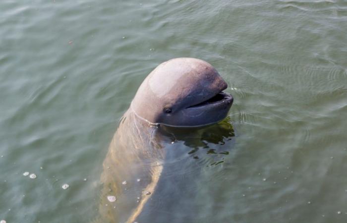 Treffen Sie die entzückenden Irawadi-Delfine, eine vom Aussterben bedrohte Art