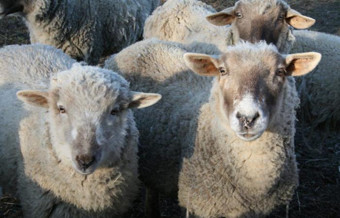 Schafe wurden darauf trainiert, im wachen Zustand MRT-Scans durchzuführen