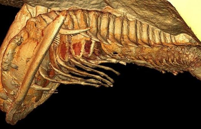 Entdeckung eines 515 Millionen Jahre alten Meeres-„Pompeji“ in Souss-Massa – Telquel.ma