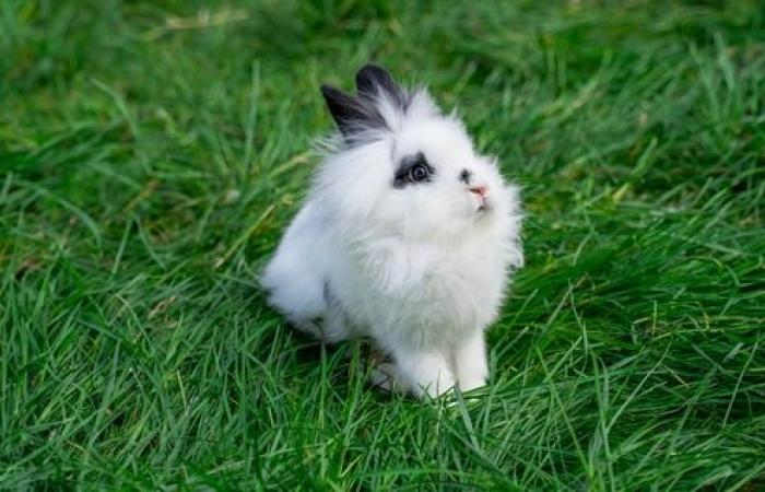 Der erste Kaninchenpark Frankreichs wird bald in Rouen seine Pforten öffnen