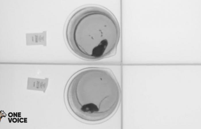 One Voice enthüllt Bilder von Mäusen, die in Frankreich einem Zwangsschwimmtest unterzogen wurden ⋆ Savoir Animal