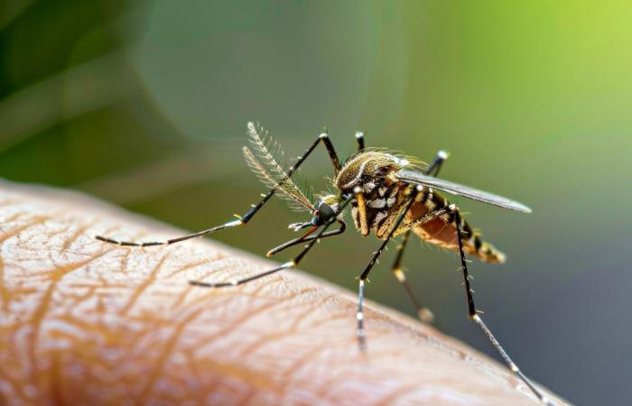 Aus diesem Grund stechen Sie Mücken häufiger als andere