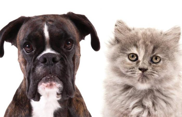 Betrug mit verlorenen Haustieren: Acht Tipps, um nicht in die Falle eines Betrügers zu tappen