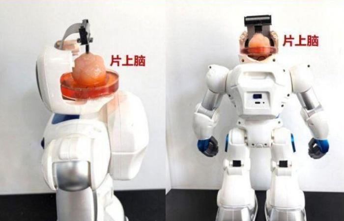 Lebende Minigehirne können jetzt Roboter steuern