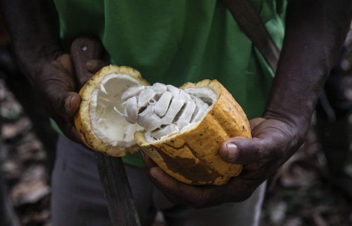 Die Tonne Kakao verliert an der Londoner Börse innerhalb einer Woche fast 30 %