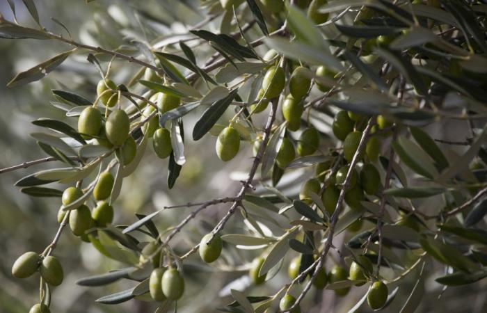 Olivenöl: Die exorbitanten Preise könnten bis 2025 anhalten