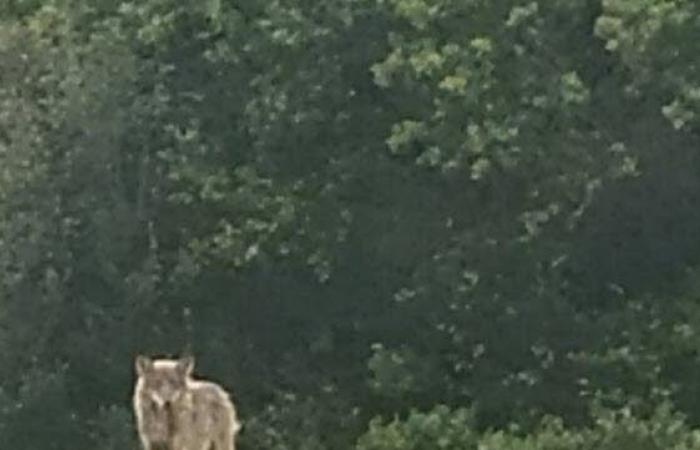 Zweifel. Ein Schaf in der Nähe von Montbéliard geschlachtet: Der Wolf vermutet