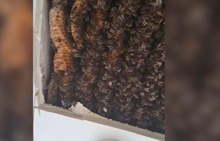 VIDEO: Ihre Enkel hörten beim Zubettgehen ein Summen: Hausbesitzer entdeckt im Schlafzimmer Völker von 180.000 Bienen