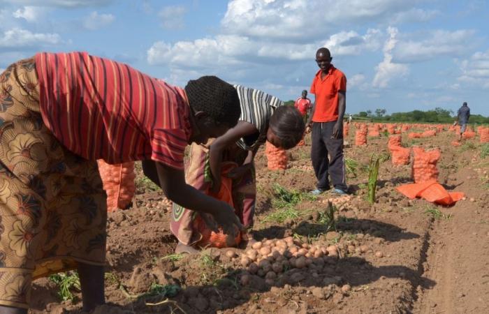 Wasser und Landwirtschaft: USAID stellt 66,8 Millionen US-Dollar für die Klimaresilienz in Sambia bereit