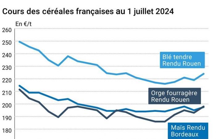 Cotidienne | Getreide – Starke Erholung der Weichweizenpreise, die an der Euronext auf 230 €/t Spot zurückgehen