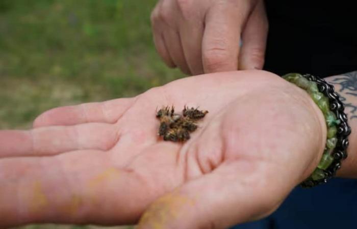 Eine Imkerin aus Nord-Ontario bedauert den Verlust von 50 % ihrer Bienen