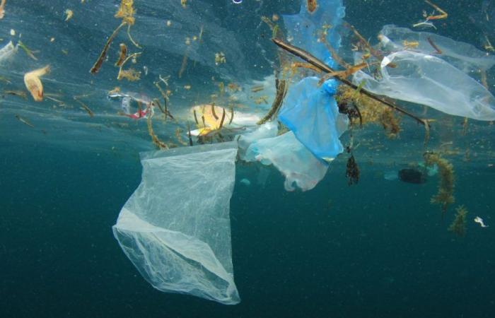 Welttag ohne Plastiktüten: 3. Juli 2024