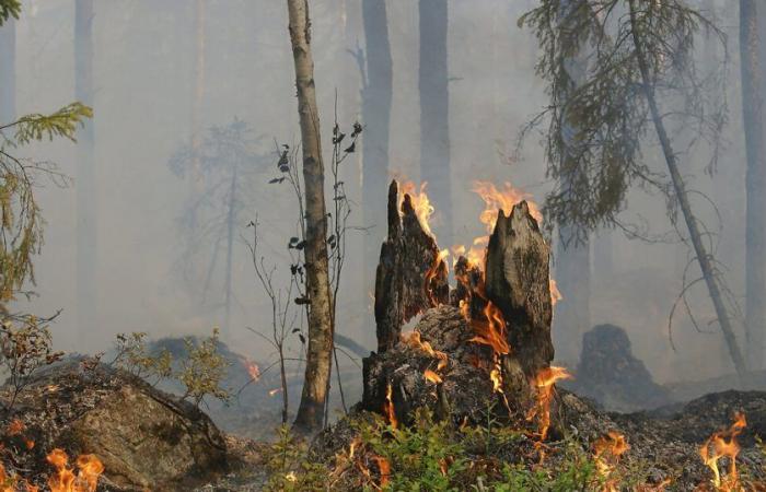 Räumlich: Kinéis arbeitet mit Dryad Networks zusammen, um den Kampf gegen Waldbrände zu beschleunigen