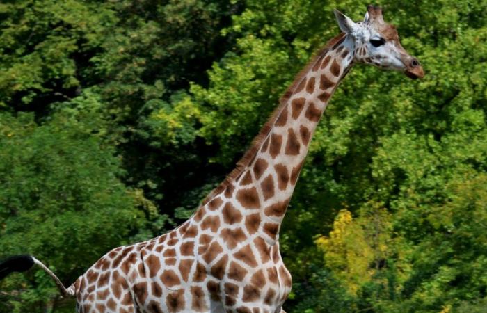 Giraffen 45 Minuten von Lyon entfernt