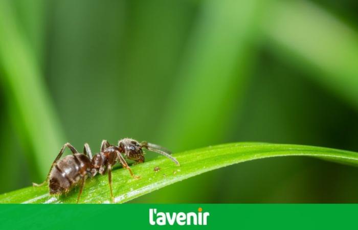 Amputation oder Wundreinigung: Wenn Ameisen operieren
