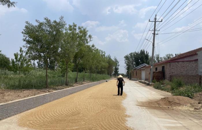 China: Wut der Bauern über den Rückgang des Weizenpreises
