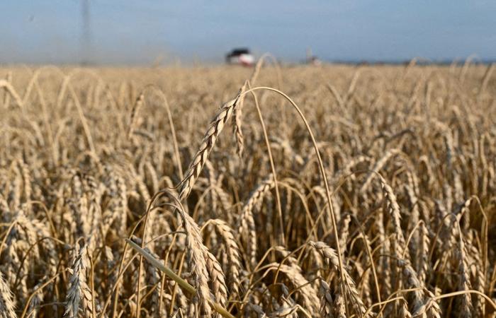 Die russischen Weizenexportpreise fielen die vierte Woche in Folge