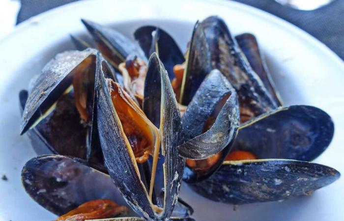 Vorsicht
      vor
      diesen
      Muscheln,
      die
      bei
      E-Leclerc
      verkauft
      werden