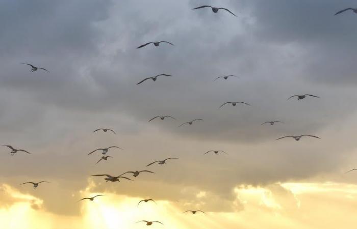 Wettervorhersage
      für
      Freitag
      in
      Marokko