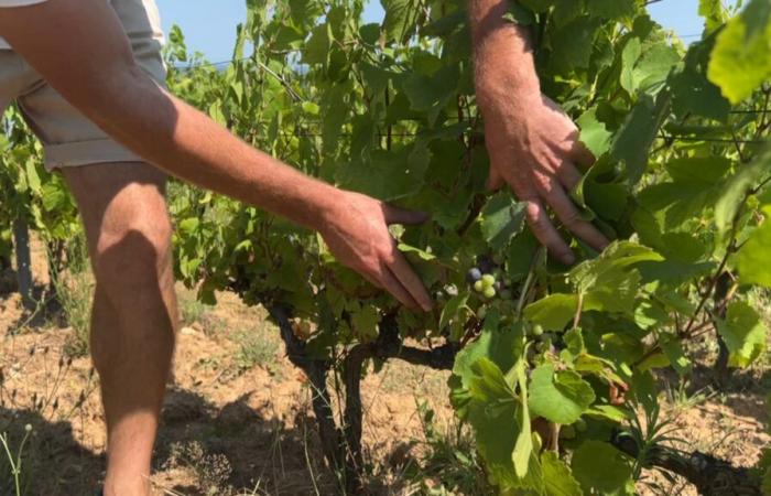 Mehltau,
      Frost,
      Hagel
      …
      Französische
      Weinproduktion
      im
      Jahr
      2024
      um
      18
      %
      gesunken