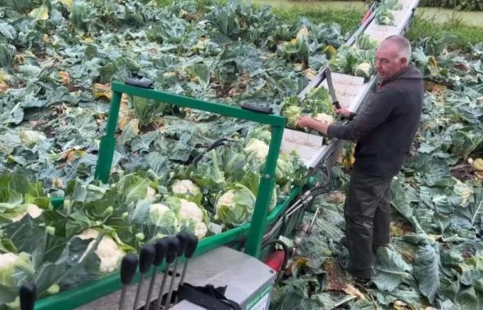 Trotz
      Hochwasser
      im
      Winter
      2023
      sieht
      die
      Blumenkohlernte
      vielversprechend
      aus