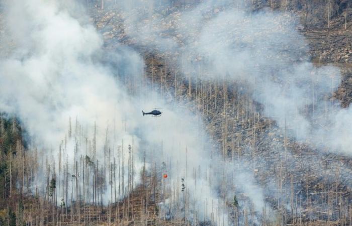 Feuerwehrleute
      kämpfen
      gegen
      großen
      Waldbrand
      –
      Mein
      Blog