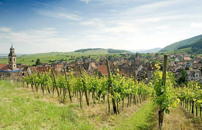 Weinproduktion
      dürfte
      dieses
      Jahr
      zurückgehen
      –
      Mein
      Blog