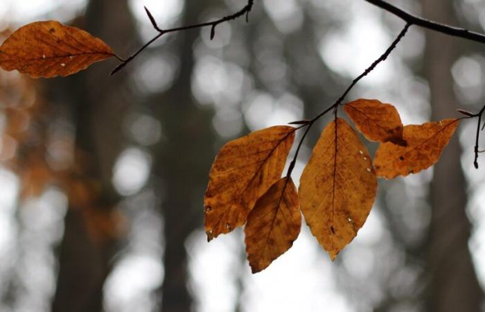 Kaltes
      Wetter
      steht
      bevor
      –
      Met
      Office