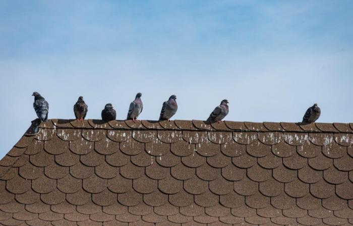 Der
      Vogelkot-Betrug
      ist
      am
      Ende
      des
      Sommers
      zurück
      –
      Mein
      Blog