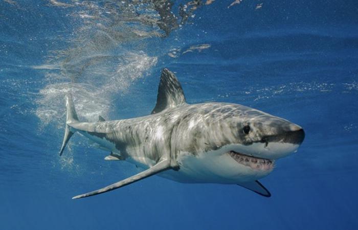 Deutscher Tourist stirbt nach Haiangriff vor Dakhla