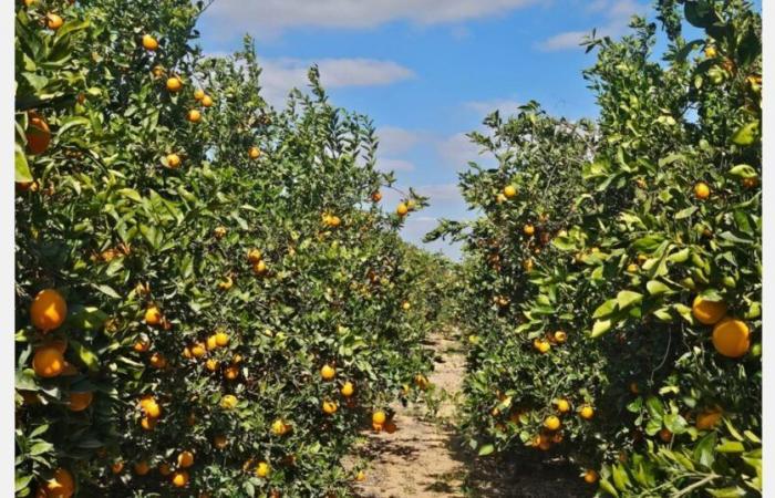 „Frühe Verträge für ägyptische Zitrusfrüchte sind mit dem Preisniveau vor der Krise am Roten Meer vergleichbar“