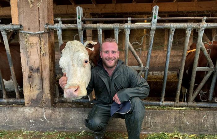 Kühe in Schale geworfen für die Lignières-Abfahrt von den Alpen