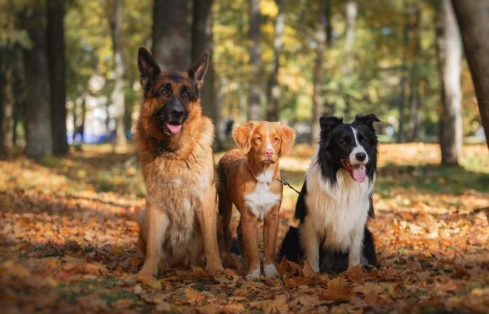 In der Gironde wurde ein Tageszentrum für Hunde eröffnet