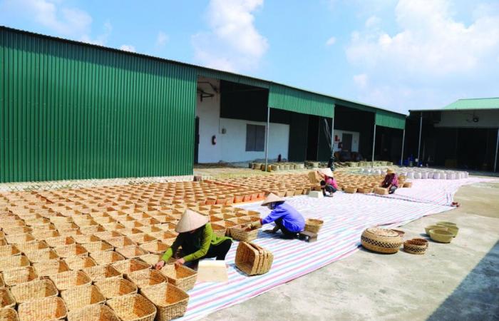 Goldene Hände weben die Essenz der Segge in Thai Binh