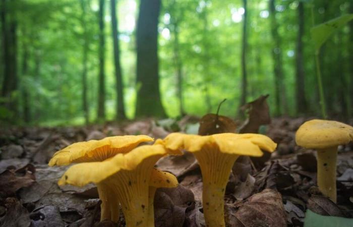 welche Regeln gelten für das Pilzesammeln im Wald?